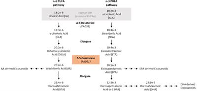 Effect of FADS1 SNPs rs174546, rs174547 and rs174550 on blood fatty acid profiles and plasma free oxylipins